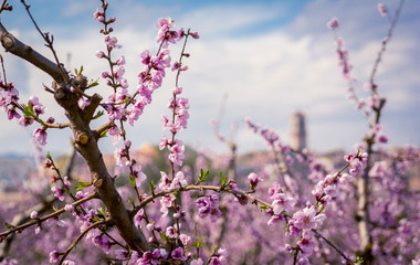 Blossoming peach tree in Benissanet, a beautiful town in Catalonia, Spain. Flowers sprout during the spring and the landscape is transformed. The fields flowered transmit sensations positive and of