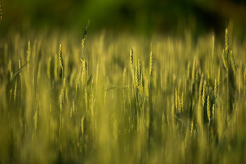 Wheat Field