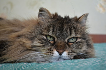 the cat lies on the bed