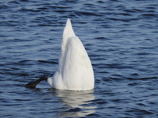 Obraz premium close up of swans in the blue water