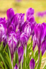 Crocus, plural crocuses or croci is a genus of flowering plants in the iris family. A single crocus, a bunch of crocuses, a meadow full of crocuses, close-up crocus