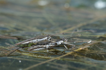 Wasserläufer bei der Paarung auf einem Teich