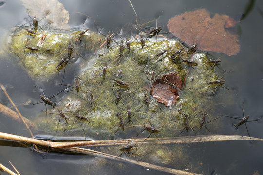 Nepomorpha Bilder Durchsuchen 189 Archivfotos, und