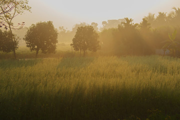Fototapeta na wymiar Morning scene , agriculture land - rural India