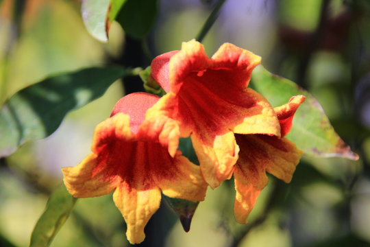 7 Best ツリガネカズラ Images Stock Photos Vectors Adobe Stock