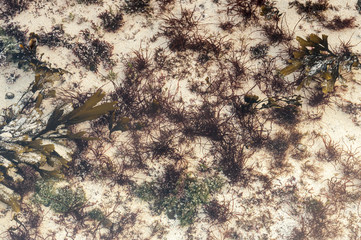 Seaweed / Top down view of seaweed on an Ardnamurchan rockpool, Scotland. 01 January 2018.