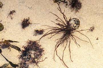 Seaweed Spider / Top down view of seaweed on an Ardnamurchan rockpool, Scotland. 01 January 2018.
