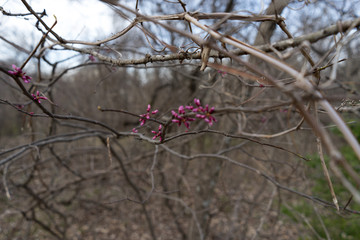 Pink flowers on the branches of a tree on in Texas