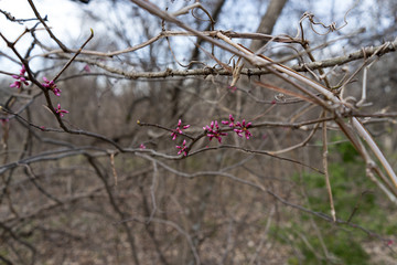 Pink flowers on the branches of a tree on in Texas