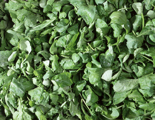 Texture rucola