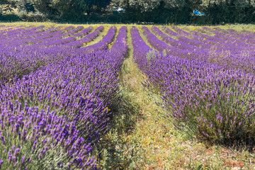 Fototapeta na wymiar Lavender Field