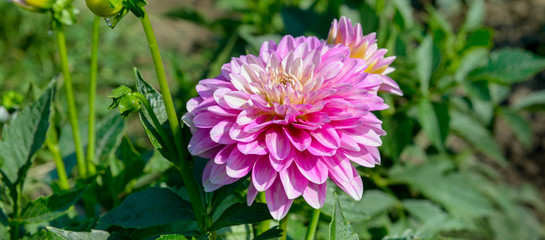 Obraz premium Dahlia on background of flowerbeds. Focus on flower. Wide photo.