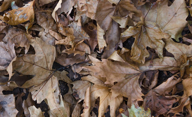Dry leaves
