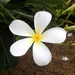 Frangipani flower