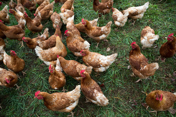 Chicken farm