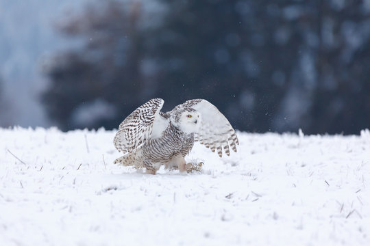 Schneeule im Schnee