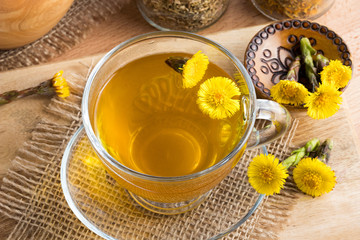 Fresh coltsfoot (Tussilago farfara) tea with coltsfoot flowers