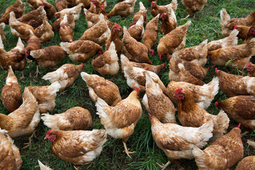 Chicken farm