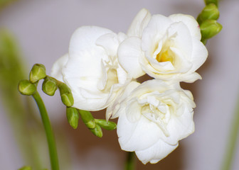 White freesia - spring flowers.