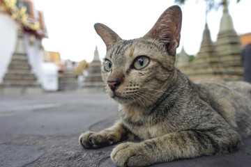 Cat at wat Po Temple, Thailand