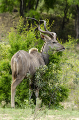 Grand koudou, mâle, Tragelaphus strepsiceros