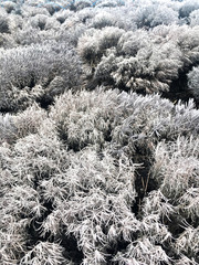 White plants