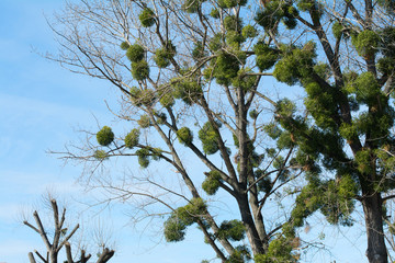 European mistletoe, also known as common mistletoe is heavily parasitizing black poplar trees. Lots of mistletoe bushes attached to their tree hosts.