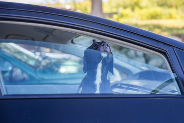 dog pokes its muzzle out of the car window. black labrador looking through car window
