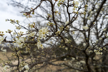 White flowers on a tree in the spring afternoon in a city park