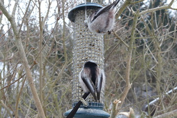 Schwanzmeise am Futtersilo