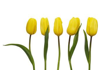 five yellow tulips on white background isolated