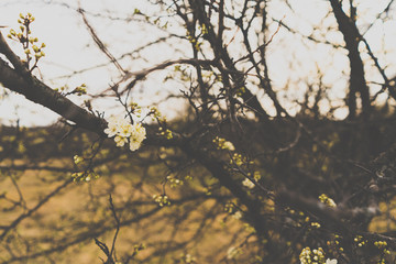 The first flowers on branches of a tree in Texas spring forest