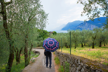 Wanderer mit Regenschirm im Olivenhain - verregneter Urlaub