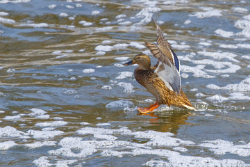 A wild duck, shot close-up, flies over a snow-covered winter lake.