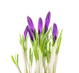 Crocus isolated on white background.