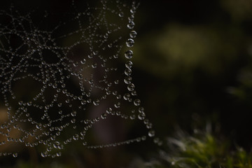 natural web design with drops of dew macro