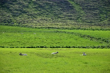 Fototapeta na wymiar Three sheep in icelandic scenery