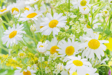 Daisies covered dew drops
