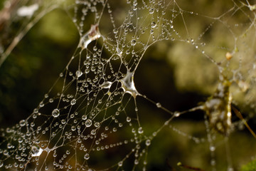 natural web design with drops of dew macro