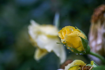 Rose bud with dew drops on the stem. Rain drops on a rose.