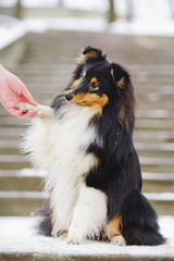 Young tricolor Sheltie dog sitting outdoors in the park and giving a paw to its owner in winter