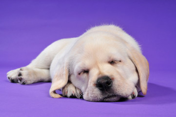 Schlafender Labrador Welpe