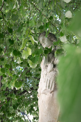 statue