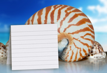 nautilus, beach