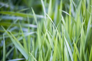 Fototapeta na wymiar Green bright grass, green grass background, lawn