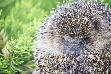 Hedgehog in the grass, wild nature, prickly