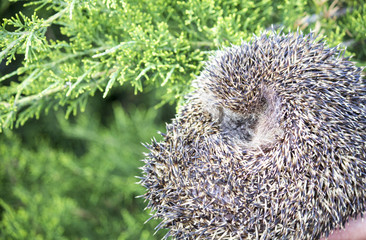 Hedgehog in the grass, wild nature, prickly