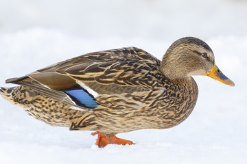 A bright wild duck, shot close-up.