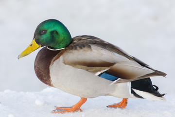 A bright wild duck, shot close-up.