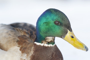 A bright wild duck, shot close-up.
